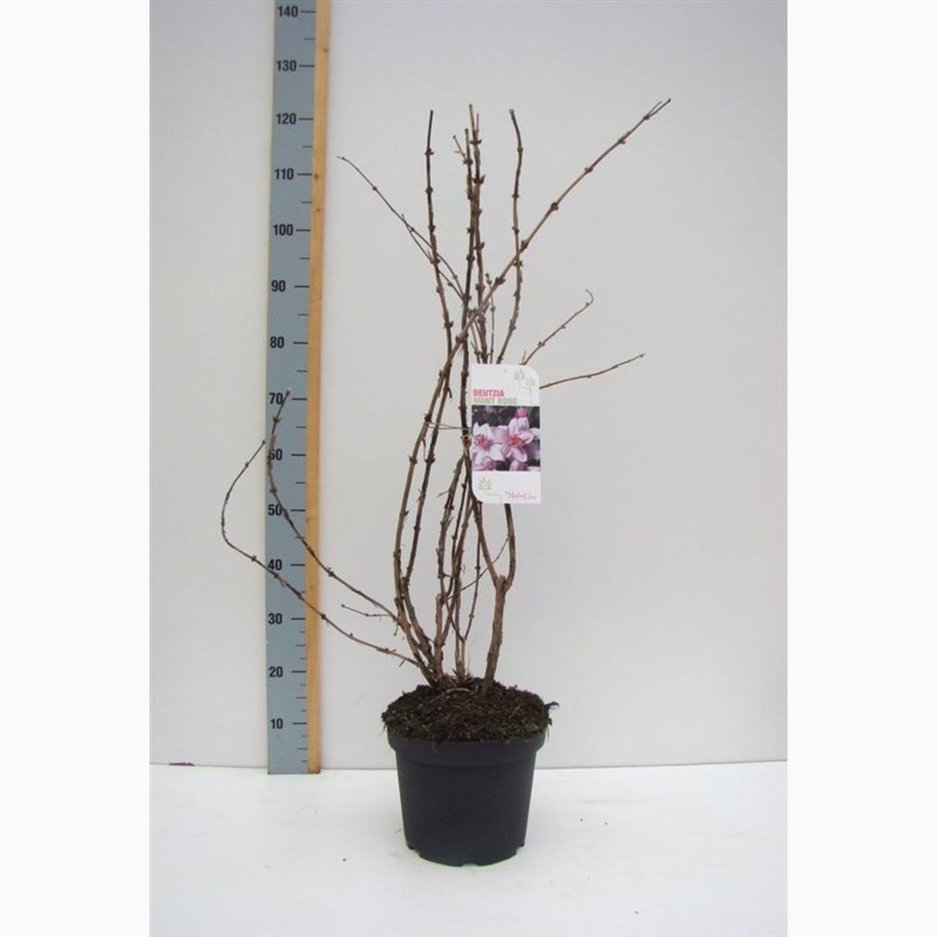 Riddarsporre – Delphinium Highlander Mystery Sensation - C7.5 80-100 CM